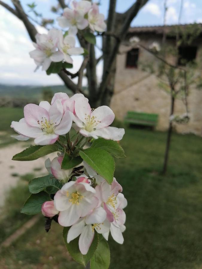 B&B Coldifiore Penna in Teverina Exterior photo