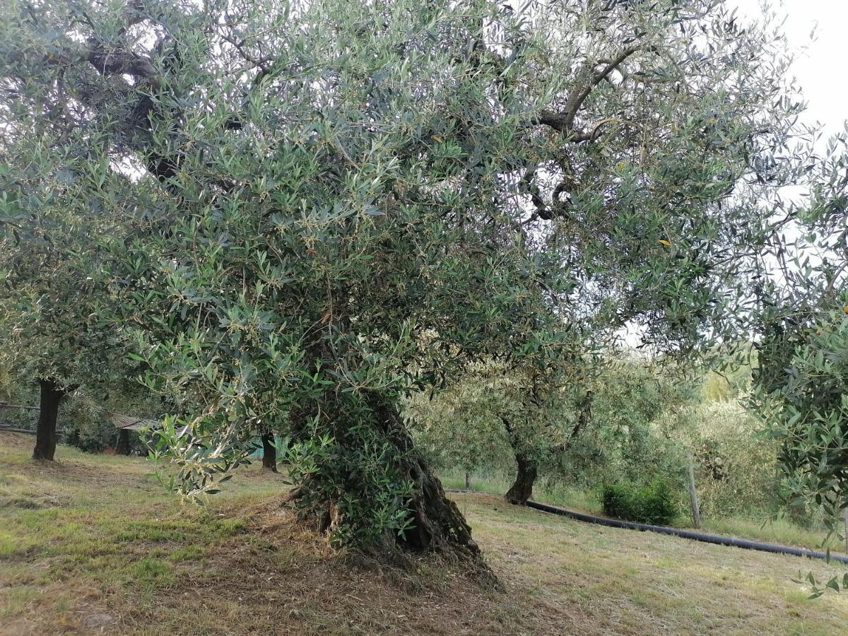 B&B Coldifiore Penna in Teverina Exterior photo